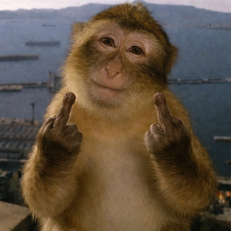 Funny Monkey Birthday Photo